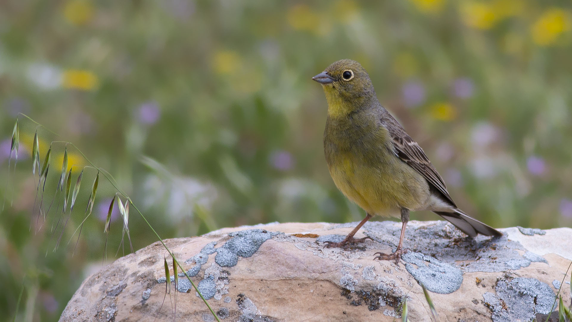 Cinereous Bunting